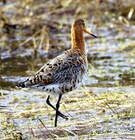 La barge à queue noire se promène avec élégance