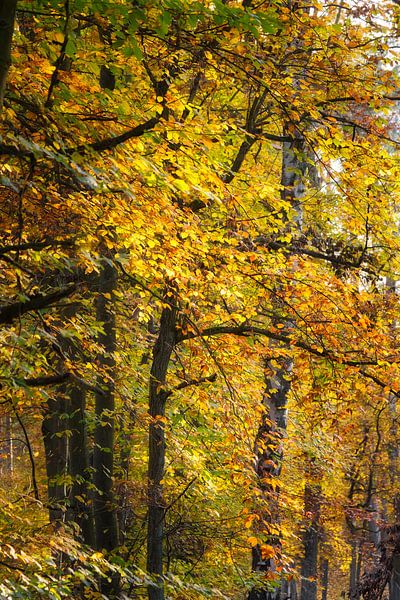 Picturesque autumn forest trail with colourful foliage and falling leaves. by Martin Köbsch