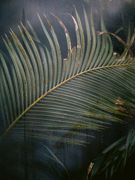 Palm achter het glas van Marika Huisman fotografie