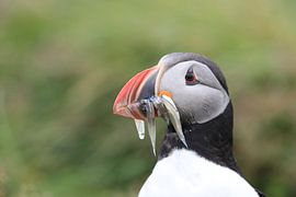 Puffins with sandeels Iceland by Frank Fichtmüller