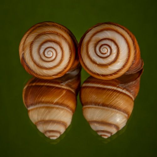 Eyes on you: Two spiral shells with reflection in green by Marjolijn van den Berg