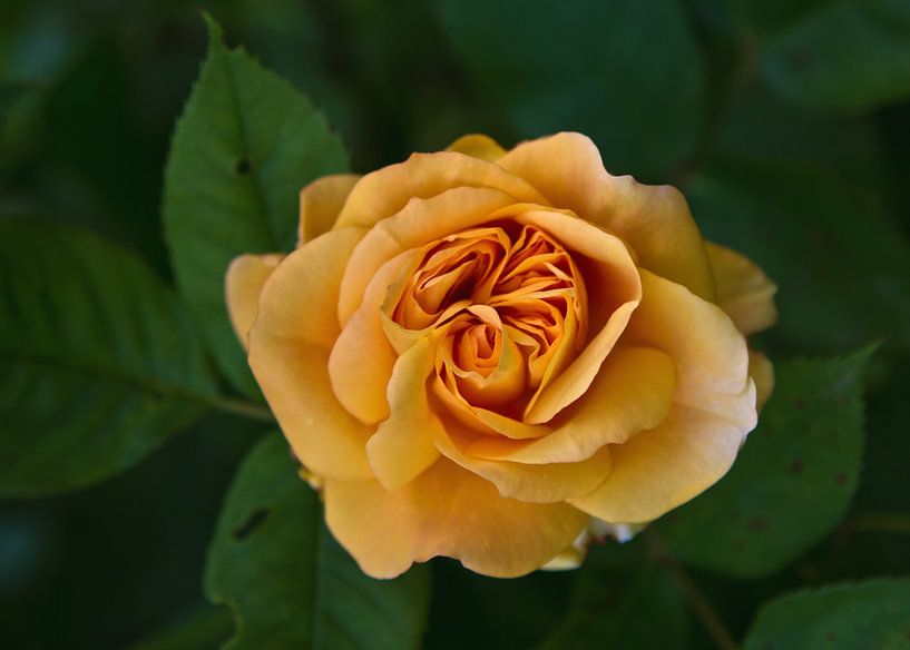 Rose in zartem orange von Anja B. Schäfer