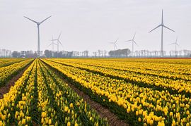 Tulip bulb field with windmills
