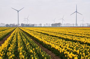 Champ de bulbes de tulipes avec moulins à vent