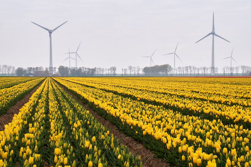 Tulpenzwiebelfeld mit Windmühlen von Ad Jekel