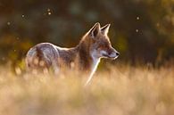 Een vos in mooi licht van Pim Leijen thumbnail