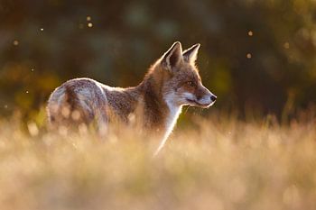 Ein Fuchs im schönen Licht