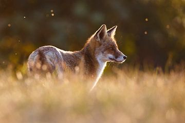 red fox in beautiful light by Pim Leijen