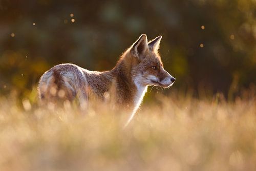 Un renard dans une belle lumière