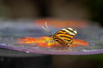 Kleurige vlinder op kleurige ondergrond van Karin Vink