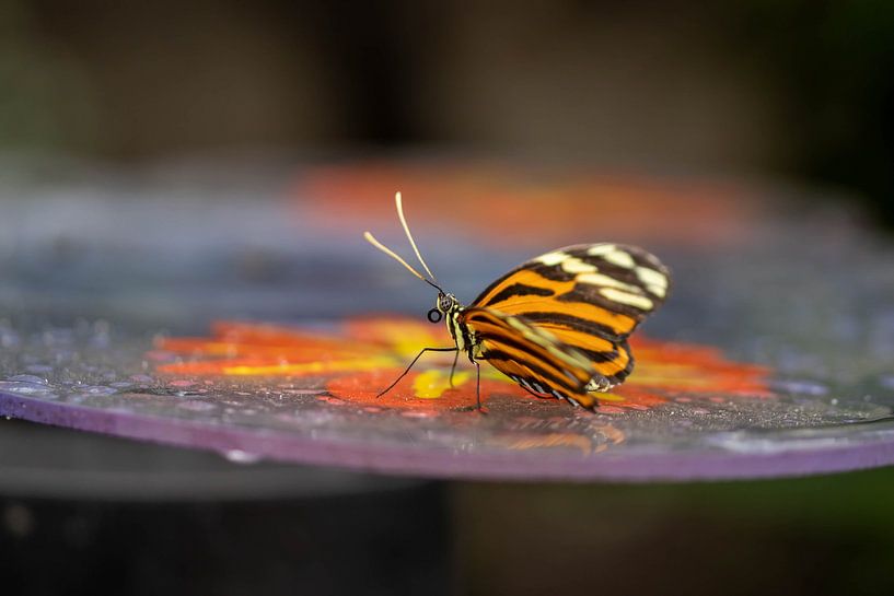 Colourful butterfly on colourful background by Karin Vink