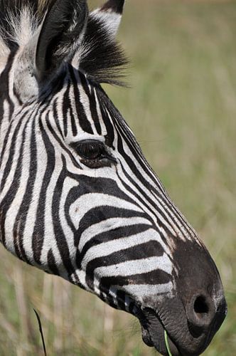Profiel foto zebra