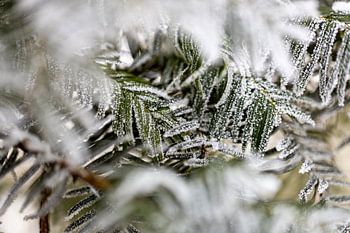 Verschneite Nadelbaum-Äste