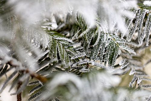 Verschneite Nadelbaum-Äste