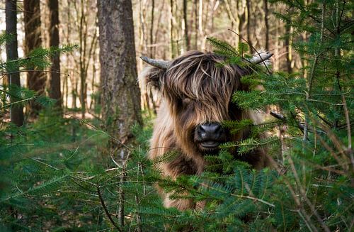 Bringen Sie die Viecher ins Haus :-)