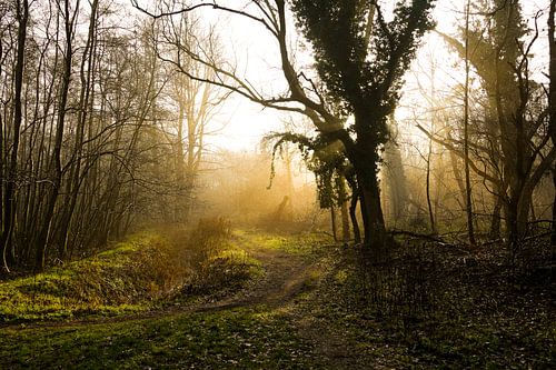 nebel-sonne-bäume von foto's van gijs