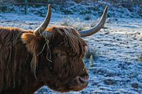 Highlander écossais dans une scène d'hiver