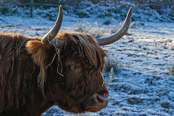 Schotse hooglander in winterse sfeer van Isabella Robbeson