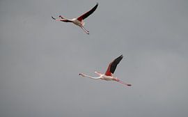 Flamingos im Flug von Isabell Lehmann