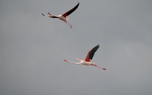 Flamingos im Flug