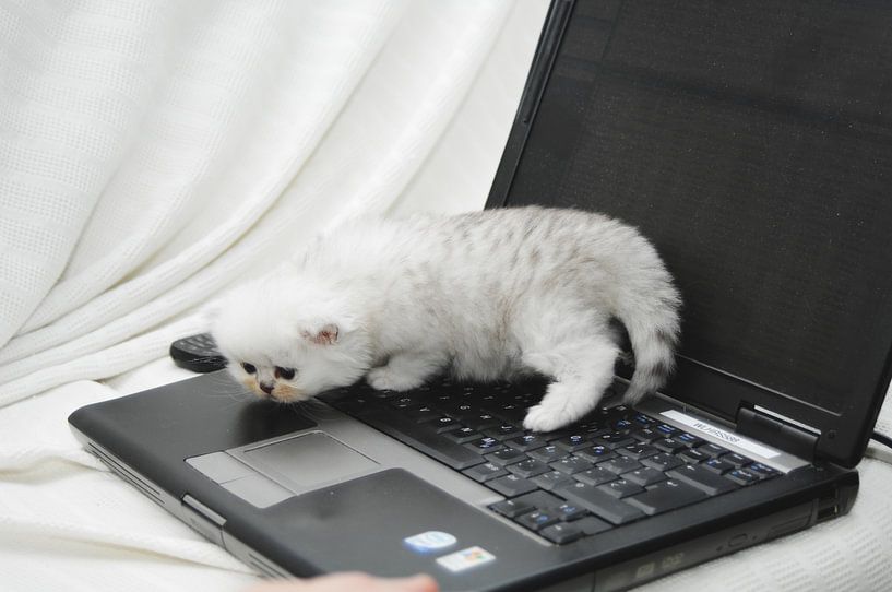 Oops, download error! by Petra van Engelenburcht