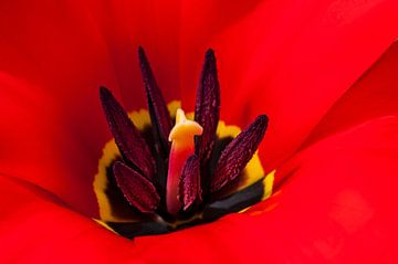 Vlammend  hart van een rode tulp 2 van Anouschka Hendriks