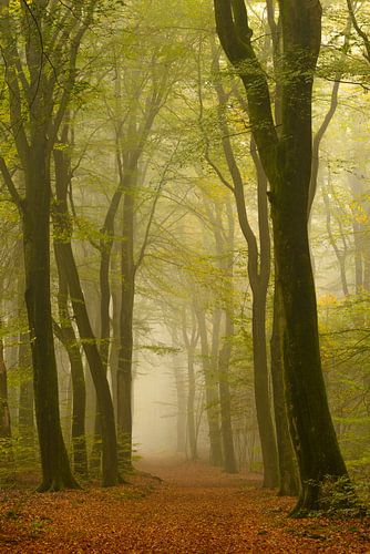 Pfad in einem dunstigen Speulderbos-Wald mit Buchen auf beiden Seiten. von Sjoerd van der Wal Fotografie