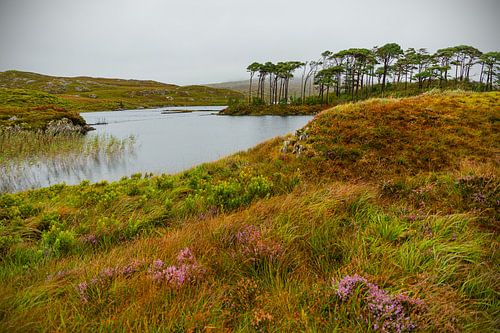 Irlande - Galway - Connemara - Pine Island