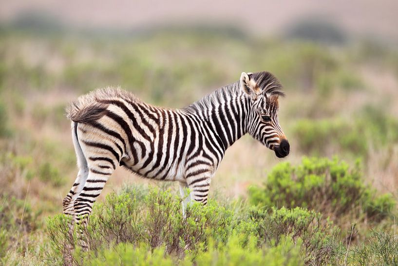 Zebra-Fohlen von Dirk Rüter