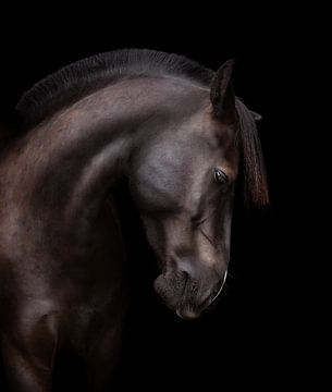 Portrait artistique d'un cheval noir sur Yvonne van de Kop