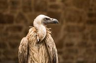 Griffon vulture by Carine Belzon thumbnail