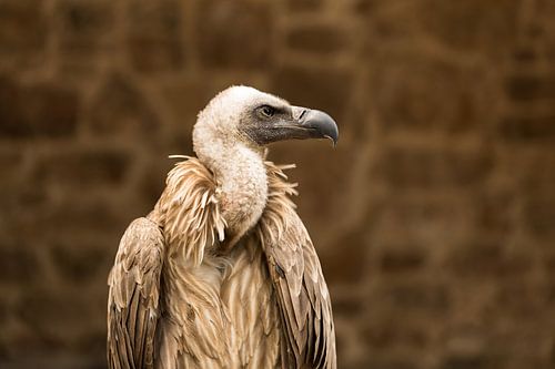 Vautour fauve