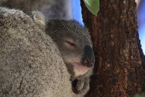 A baby koala and mother sitting in a gum tree on Magnetic Island, Queensland Australia