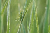 Vijftig tinten groen