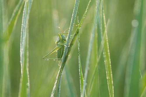 Vijftig tinten groen