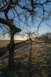 Mooie grillige fruitbomen