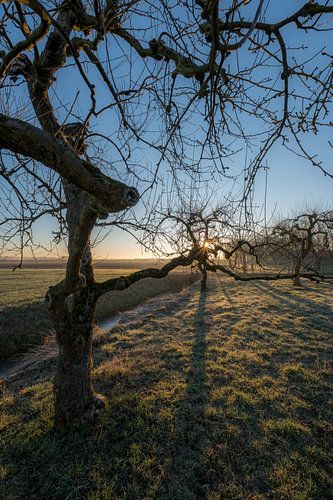Mooie grillige fruitbomen