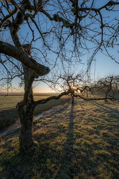 Mooie grillige fruitbomen van Moetwil en van Dijk - Fotografie