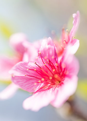 Flora Studies #3