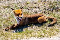 Vosje in Amsterdam Water Supply Dunes
