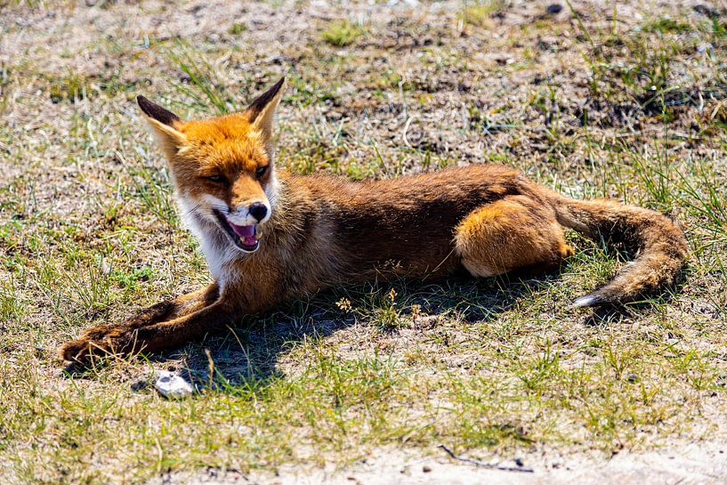 Vosje in Amsterdam Water Supply Dunes by Carin IJpelaar