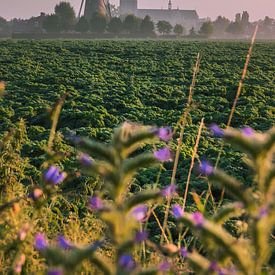 Foggy sunrise in Wouw, North Brabant by Rick van Geel