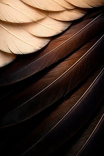 Un plumage tout en contrastes