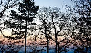 Winterwald