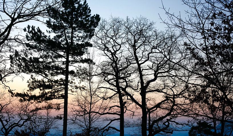 Winter Forest by Thomas Jäger