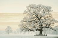Chêne d'hiver par Lars van de Goor Aperçu
