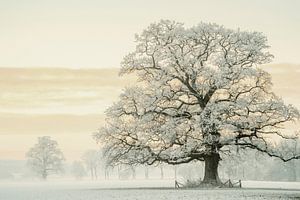 Wintereiche im Reifkleid