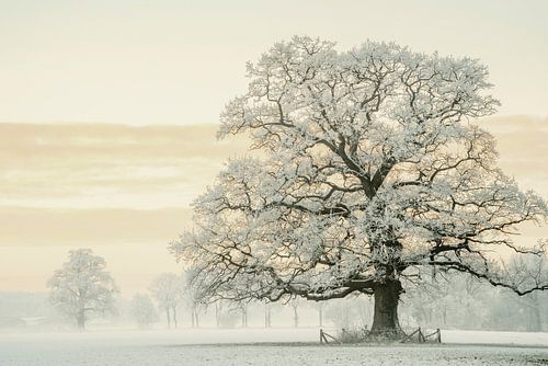 Winter Eik