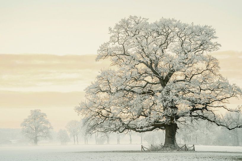 Chêne d'hiver par Lars van de Goor