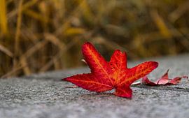 H e r b s t l a u b von Andreas Stach